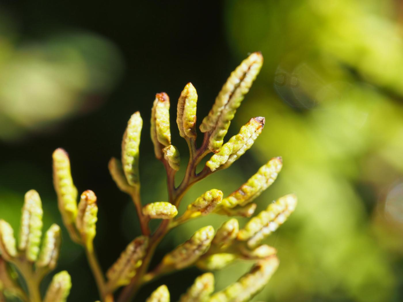 Fern, Parsley fruit